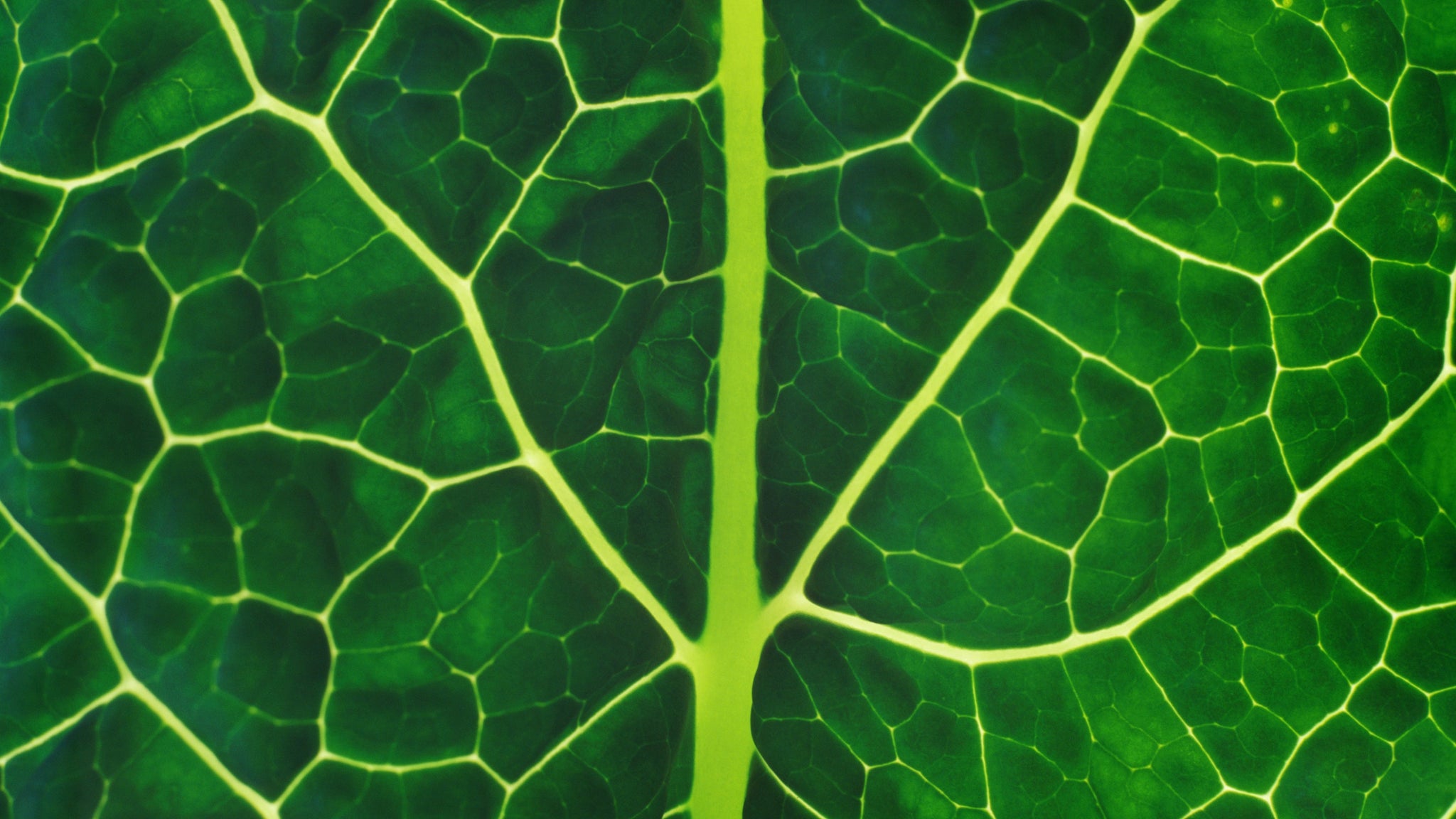 Is Chlorophyll Worth The Hype?
