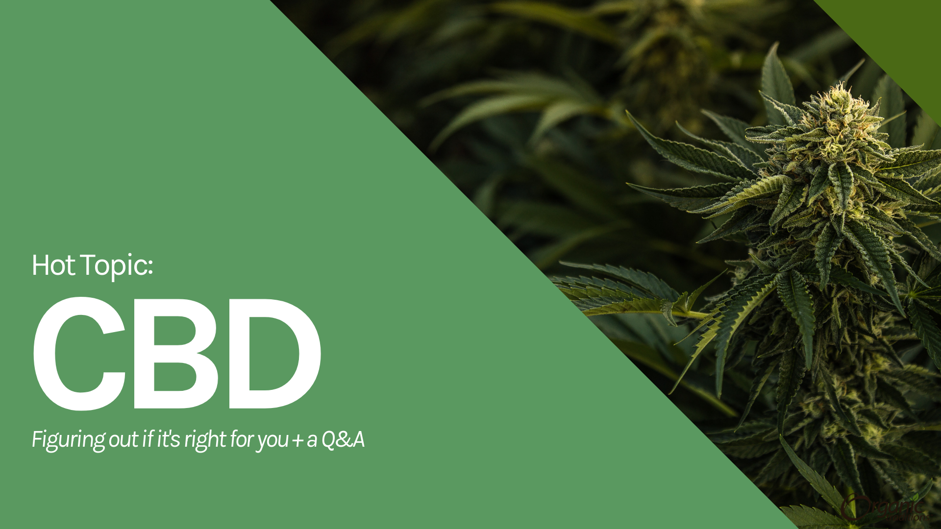 Hot Topic: CBD