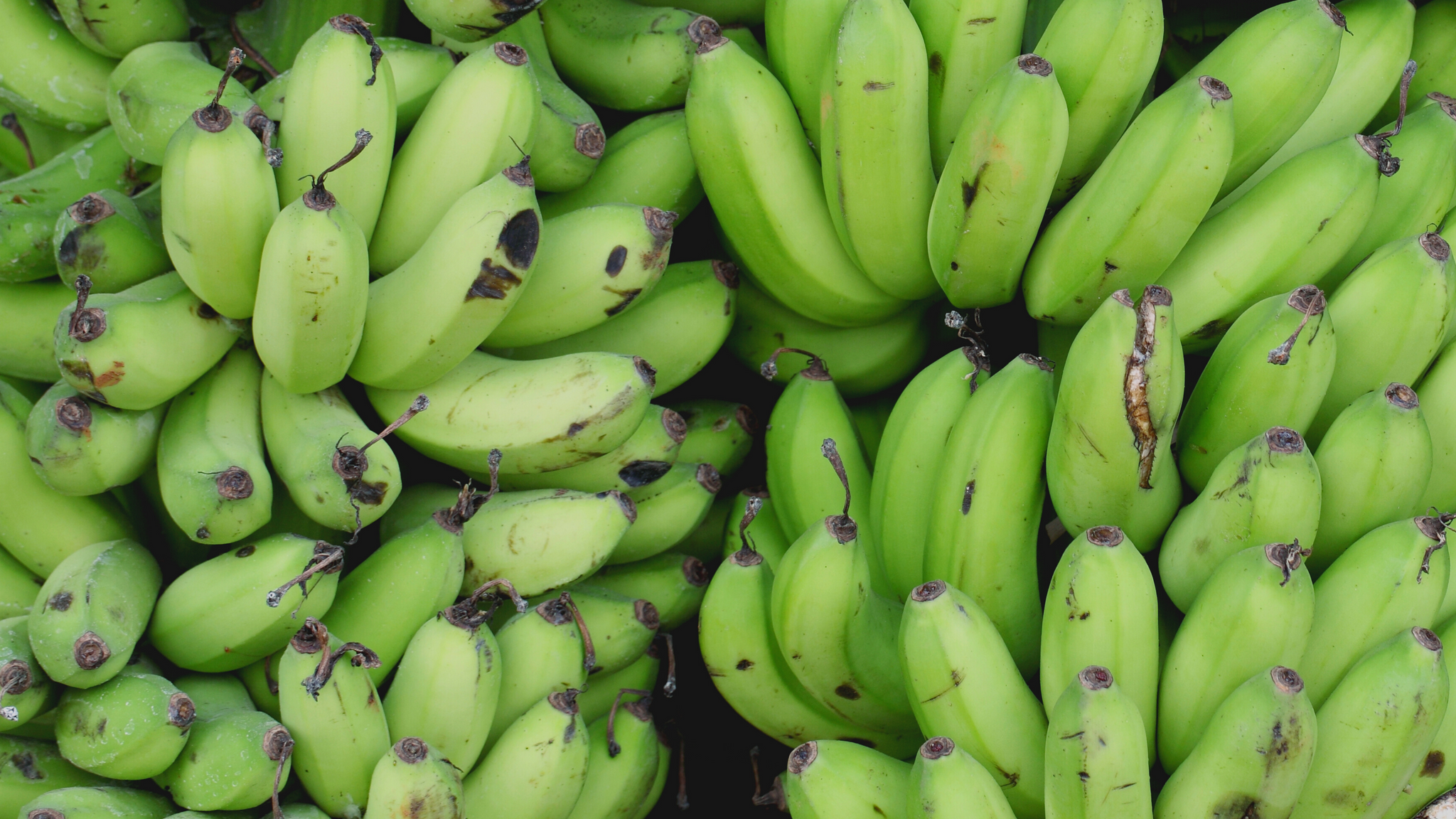 green bananas for organic traditions blog superfood spotlight green banana flour