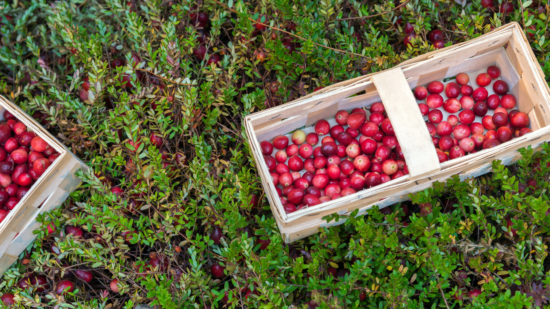 The Surprising & Unique Health Benefits of Cranberries